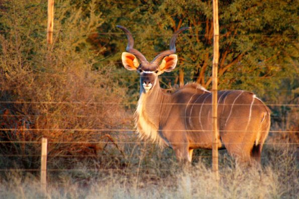 Kudu