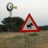 wildschwein_crossing